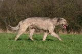 IRISH WOLFHOUND 345